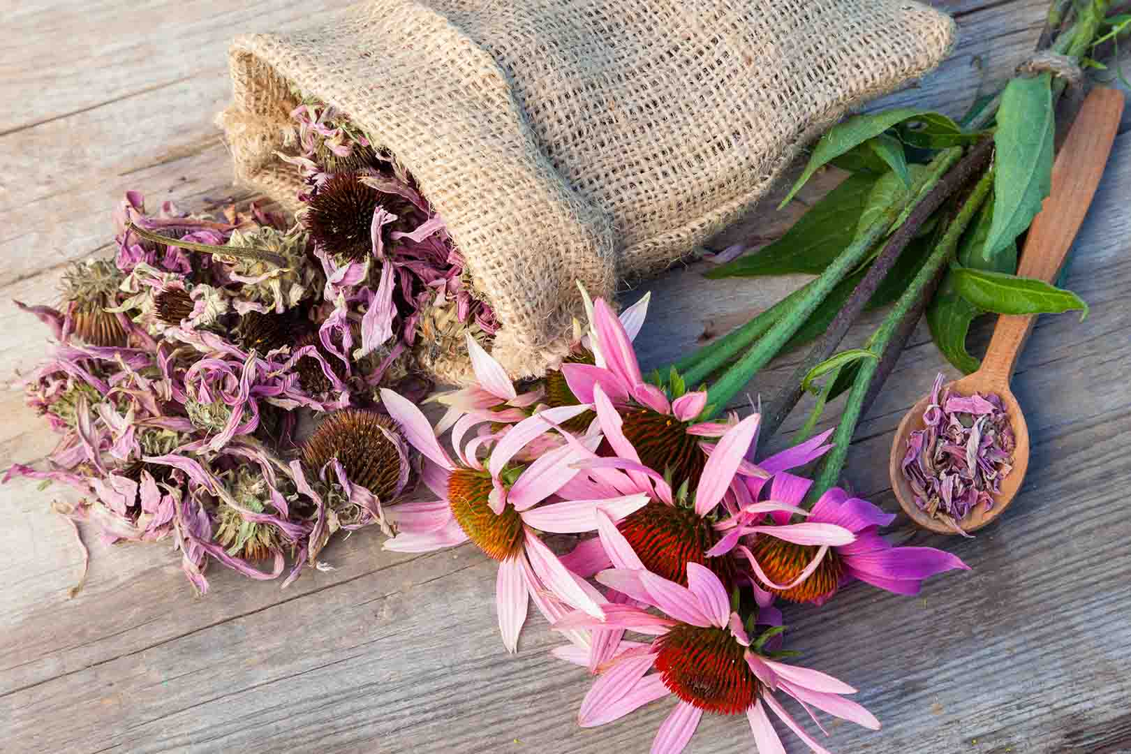 Ekstrak Bunga Echinacea Untuk Menguatkan Sistem Imun
