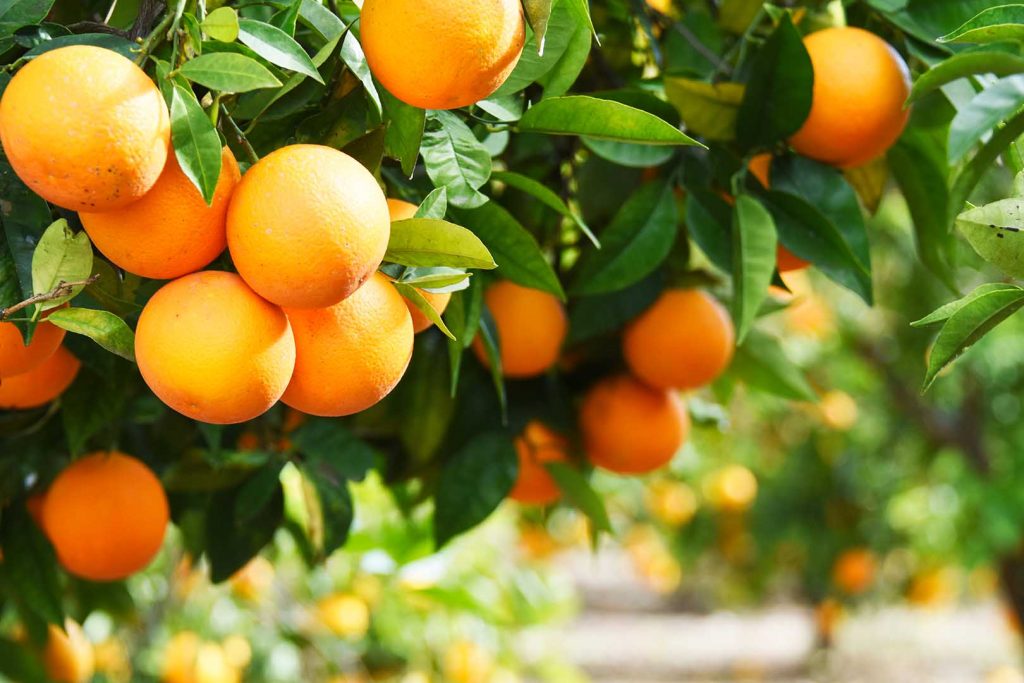 Bagian buah jeruk yang dimanfaatkan sebagai hasil samping buah adalah