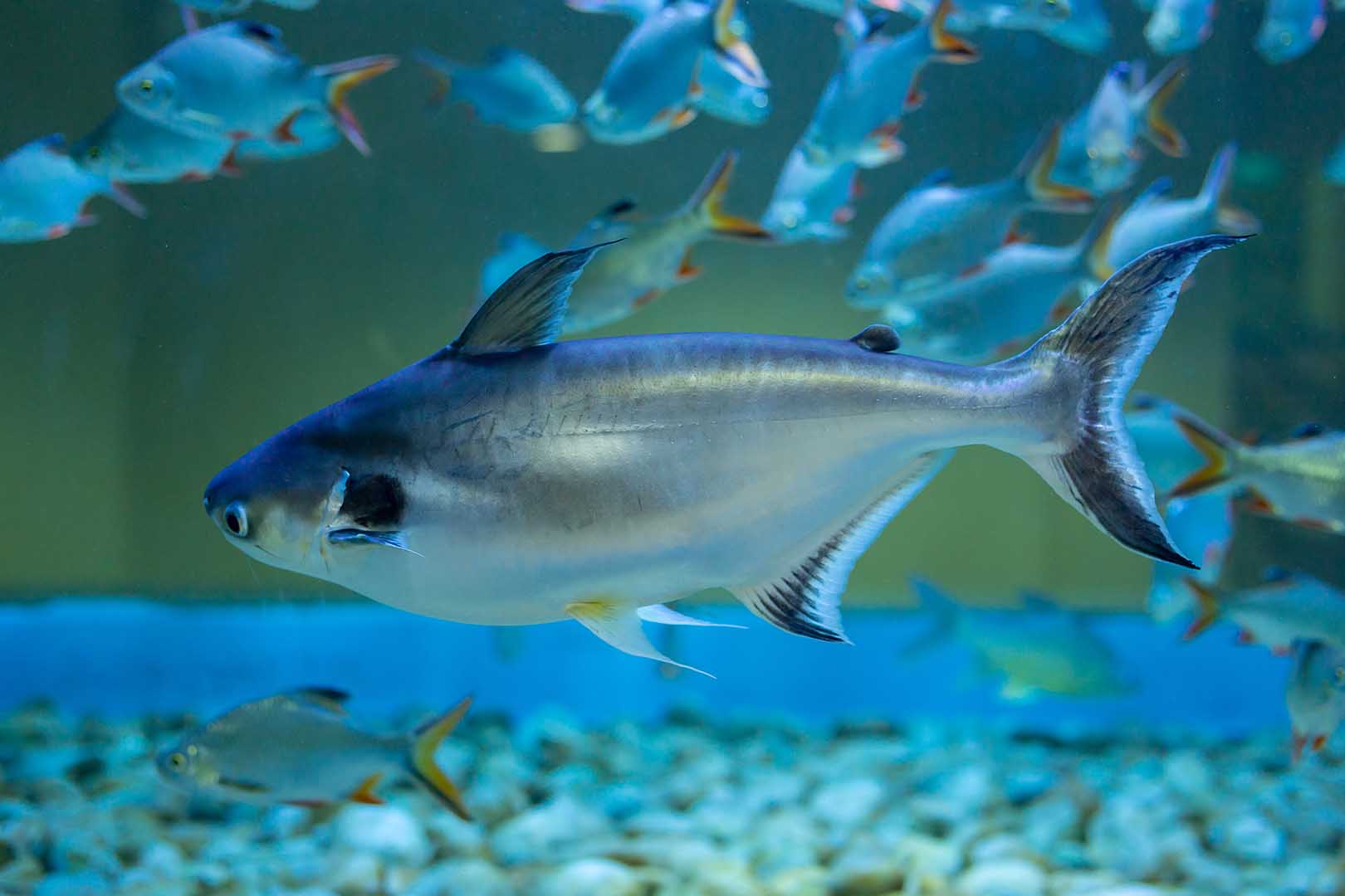 Manfaat Ikan Patin Pangan Laut Pencegah Stunting Jovee Id