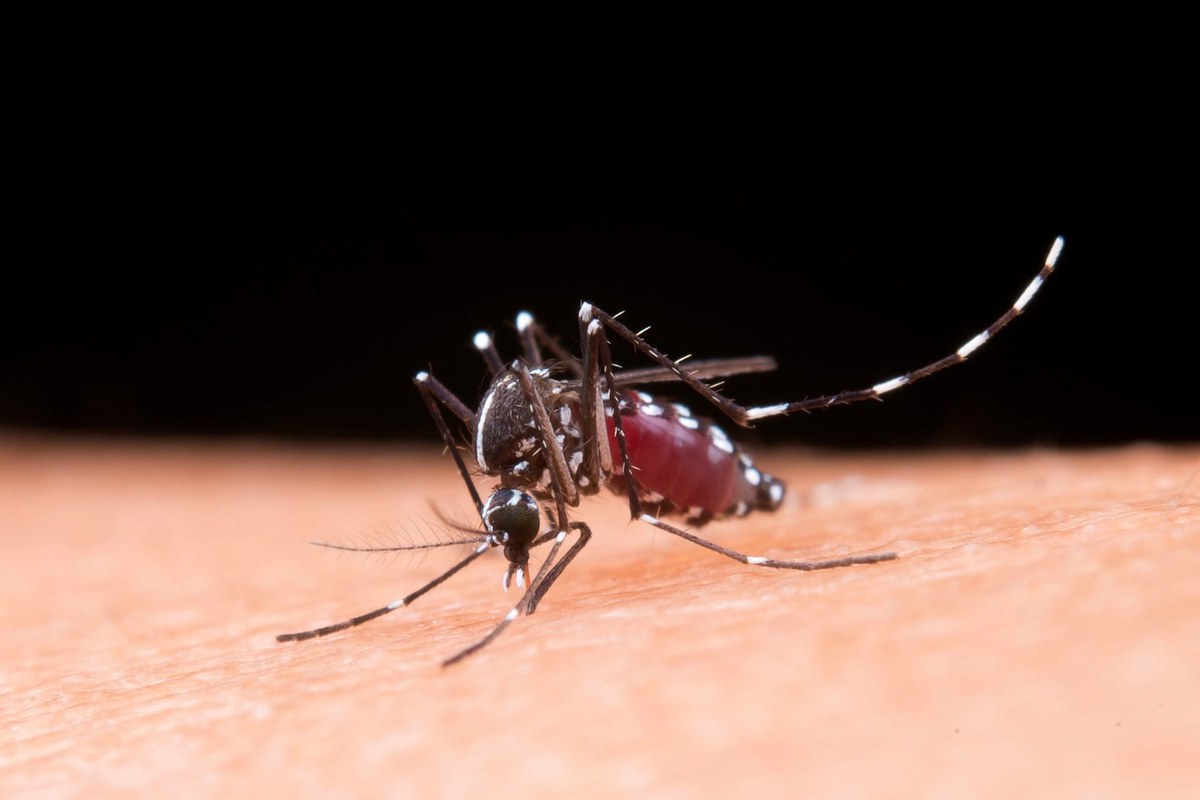 Tubuh gejala chikungunya untuk Cleanipedia logo